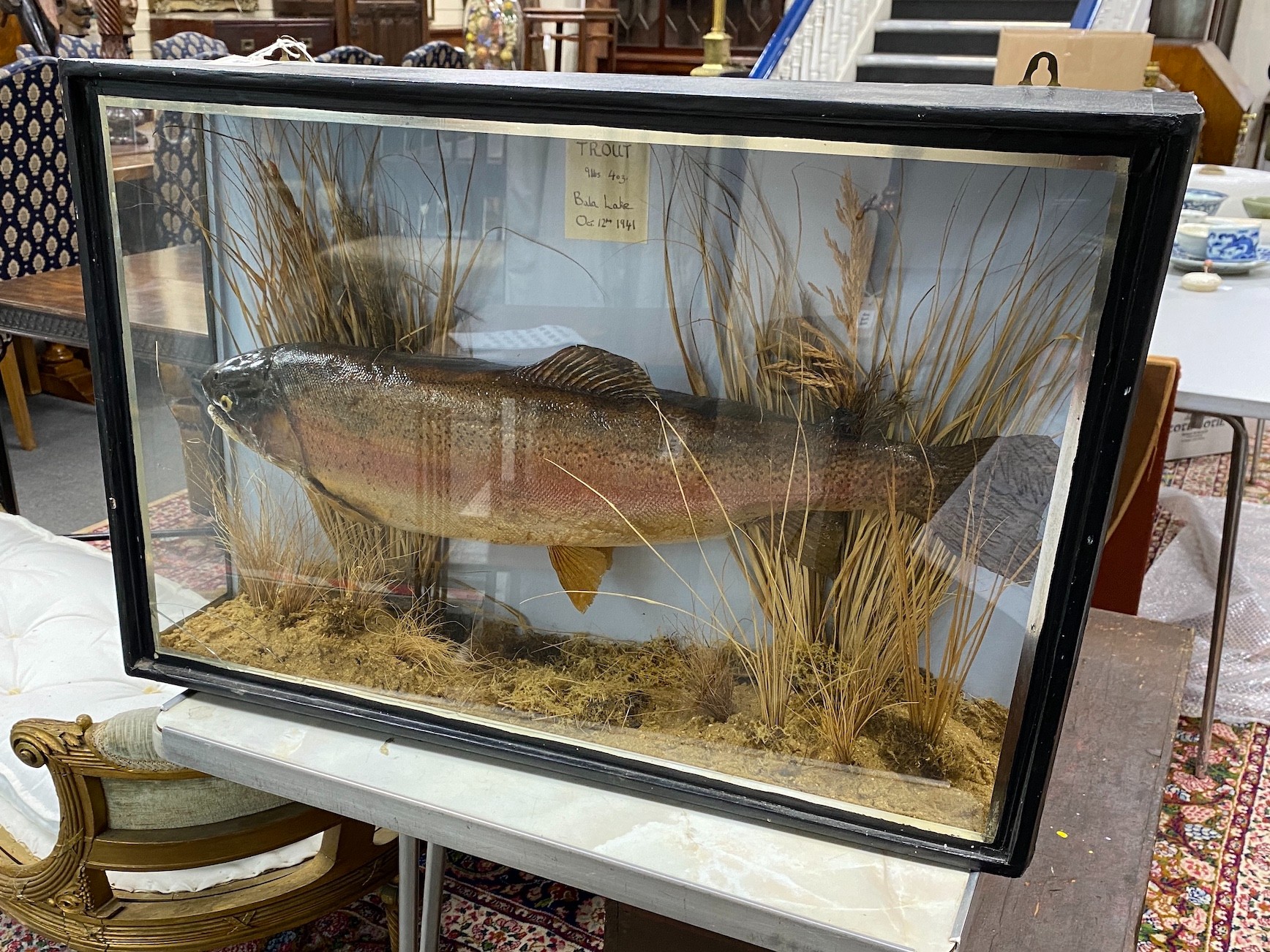 A cased taxidermic trout in glazed case, label reads ‘TROUT 9lbs 4oz. Bala Lake Oct 12th 1941’ case 69cm long, height 46cm